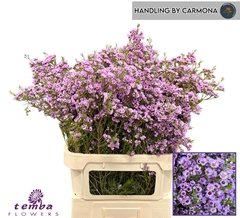 Chamelaucium Sexy Pop 80cm 90gr.