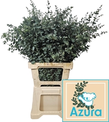 Eucalyptus Gunnii Azura 75cm