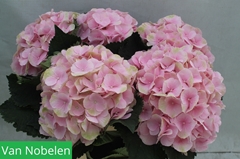 Hydrangea Verena 55cm 20-22cm Hd