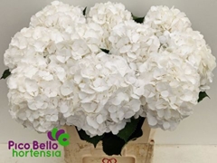 Hydrangea White Verena 80cm 19-21cm Hd