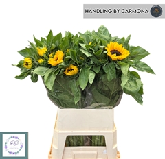 Helianthus Vincent's Choice 85cm