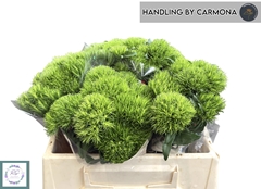 Dianthus Barb Kiwi Mellow 30cm
