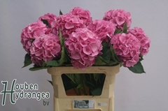 Hydrangea Elbtal Pink 80cm 16-18cm Hd