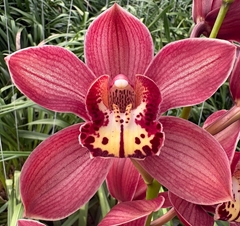 Cymbidium Hot Ruby 80cm