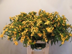 Euphorbia Fulgens Spray Cognac Baron 80cm 15cm Hd