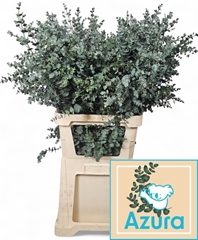 Eucalyptus Gunnii Azura 100cm