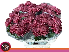 Chrysanth Single Bigoudi Red 80cm 80gr.
