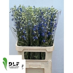 Delphinium Single Volkerfrieden 90cm