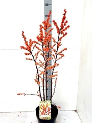 Ilex Verticillata 23Ø 110cm