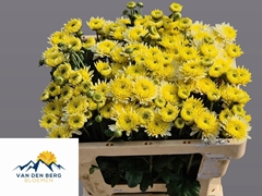 Chrysanth Spray Blenda White 50cm 40gr.