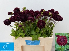 Dhalia Dark Spirit 55cm