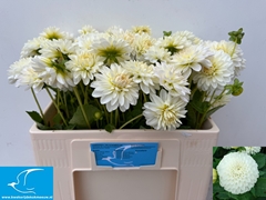 Dahlia Snow Cap 50cm