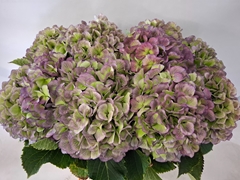 Hydrangea Verena Blue Classic 65cm 20-22cm Hd