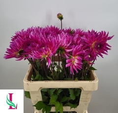 Dahlia Orchid Princess 60cm