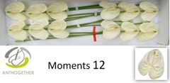 Anthurium Moments 13cm Hd