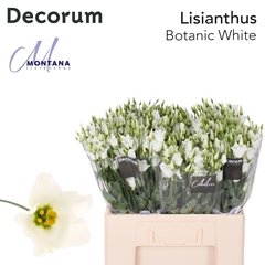 Eustoma Single Botanic White 60cm