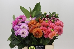 Dahlia Mix 40cm