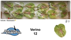 Anthurium Verino 13cm Hd
