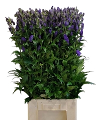Aconitum Carmichaelii Arendsii 100cm