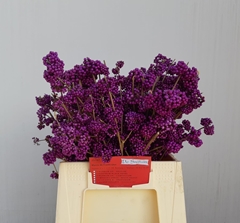 Callicarpa Bodinieri Profusion 40cm