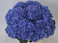 Hydrangea Pompidou 60cm 14-16cm Hd