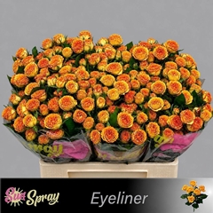 Rosa Spray Eyeliner 60cm 6+