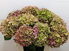 Hydrangea Rodeo Red Classic 60cm 18-20cm Hd