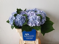 Hydrangea Verena Blue 60cm 13-15cm Hd
