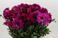 Dahlia Smiling Don 60cm