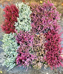 Calluna Mix 5 Colours 9Ø 15cm