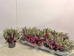 Calluna Callu Nova Mix 2 Colours 9Ø 17cm