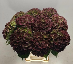Hydrangea Royal Sunset Classic 60cm 19-21cm Hd