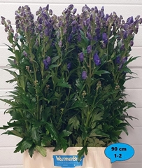 Aconitum Carmichaelii Arendsii 90cm
