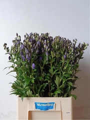 Aconitum Carmichaelii Arendsii 75cm