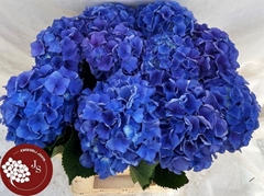 Hydrangea Royal Parade 70cm 16-18cm Hd