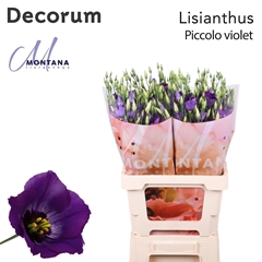 Eustoma Single Piccolo Violet 70cm