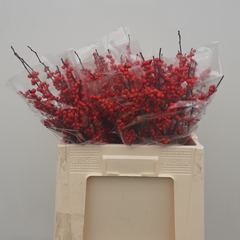 Ilex Verticillata 60cm