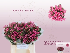 Bouvardia Single Royal Roza 40cm