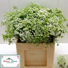 Ammi Majus 55cm