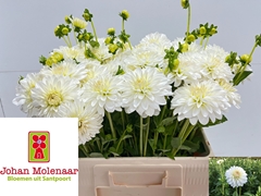 Dahlia Snow Cap 55cm