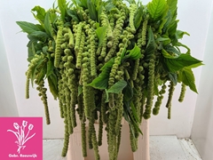 Amaranthus Caudatus Cycloop 80cm