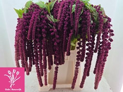 Amaranthus Caudatus Rosary 80cm