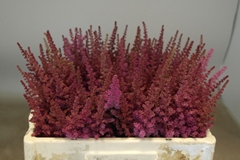 Astilbe Maggie Daley 50cm