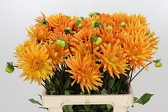 Dahlia Ludwig Helfert 55cm