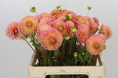Dahlia Latte 55cm