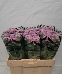 Chrysanth Santini Fabiani Pink 55cm 26gr.