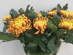 Chrysanth Single Fuego 75cm 110gr.