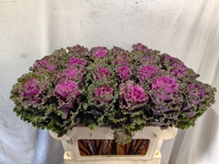 Brassica Crane Ruffle Red 70cm
