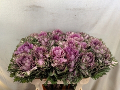 Brassica Rigel 70cm
