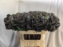 Brassica Black Leaf 70cm